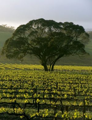 Pictures of the Barossa Valley.jpg